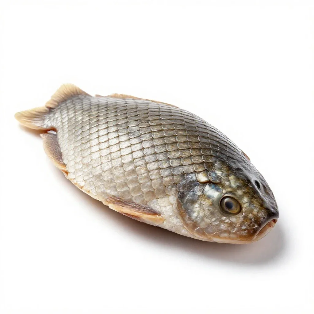 Squama isolated on a white background