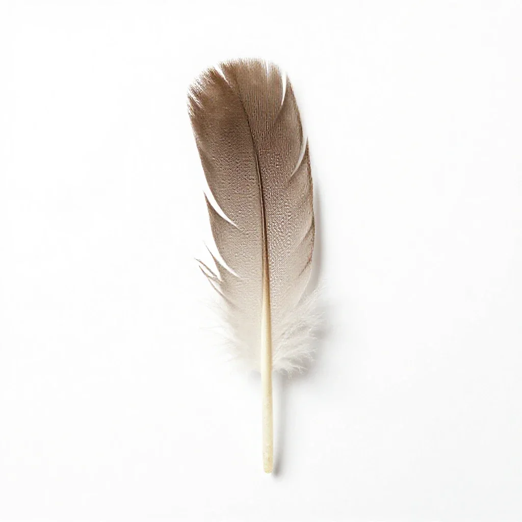Tail feather isolated on a white background