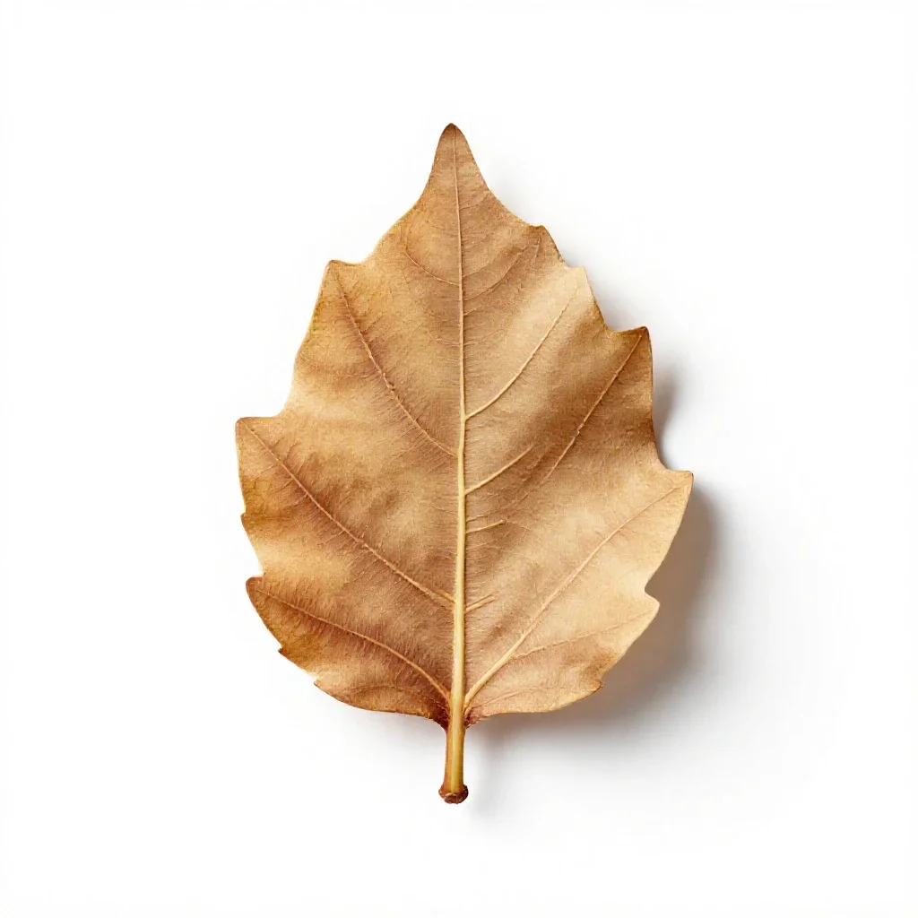 Fig leaf isolated on a white background