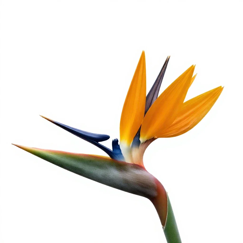 Bird of paradise flower isolated on a white background