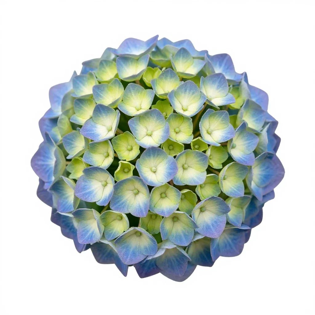 Hydrangea head isolated on a white background