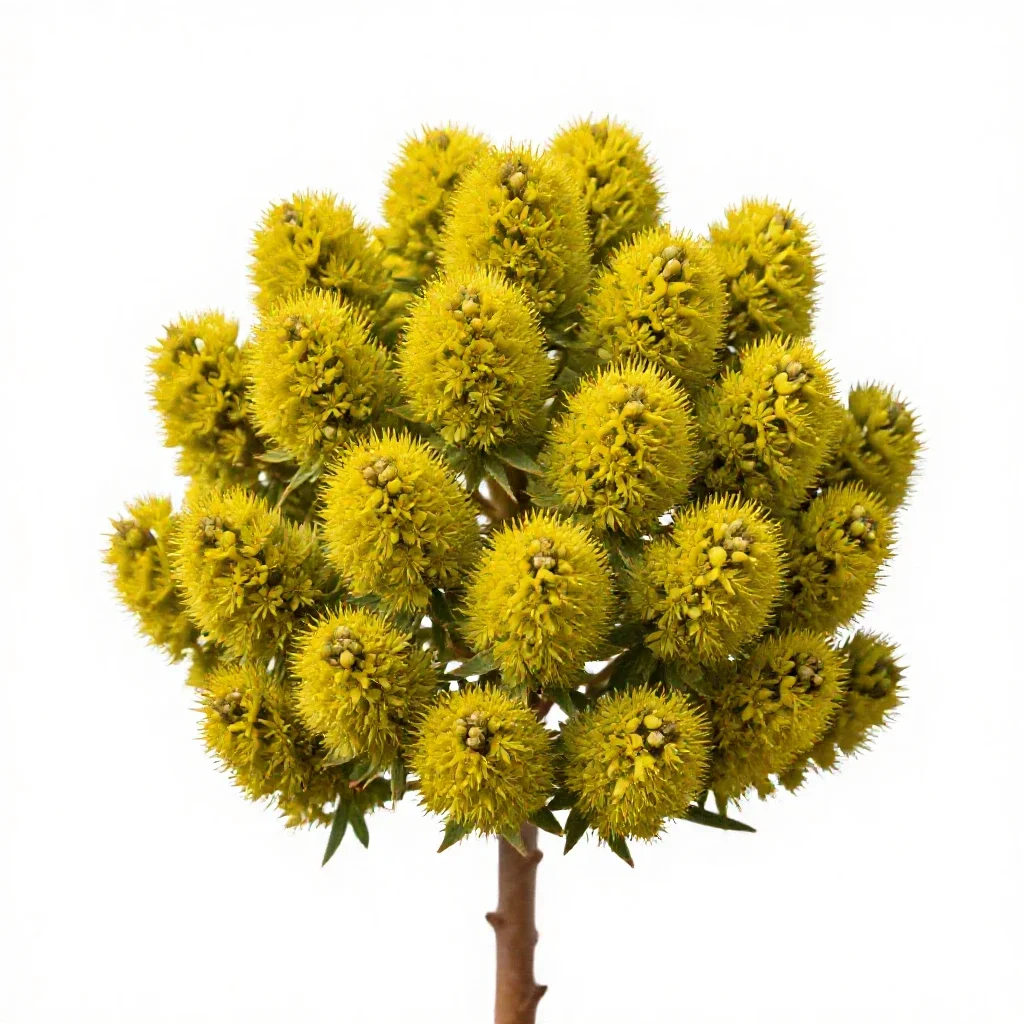 Kowhai flower cluster isolated on a white background