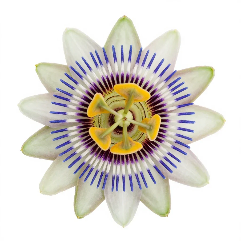 Passionflower isolated on a white background