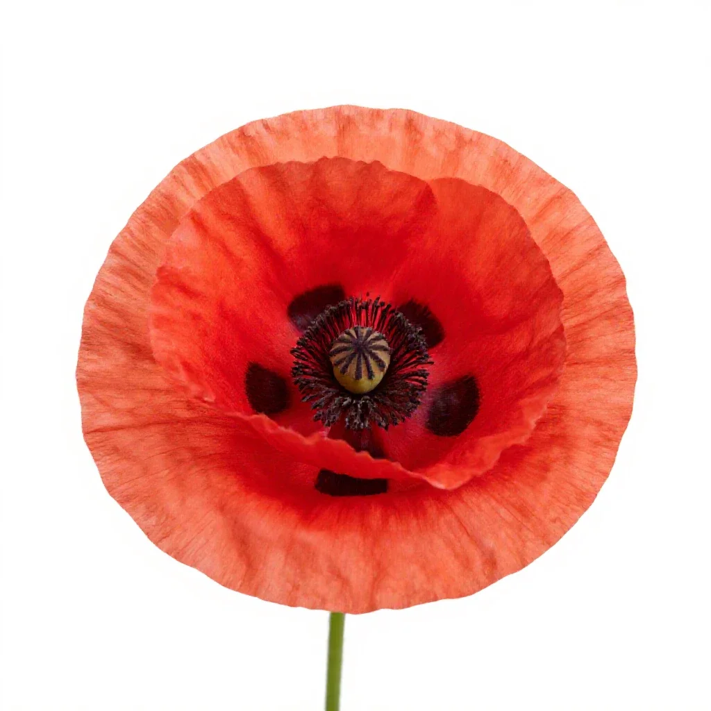 Poppy isolated on a white background