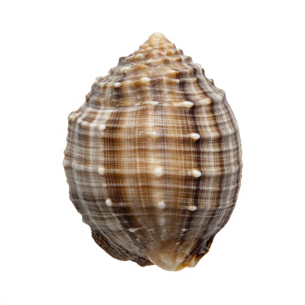 Paua shell isolated on a white background