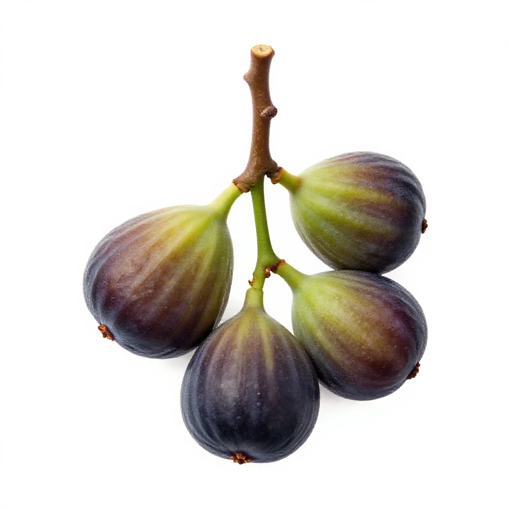 Fig branch with fruit isolated on a white background