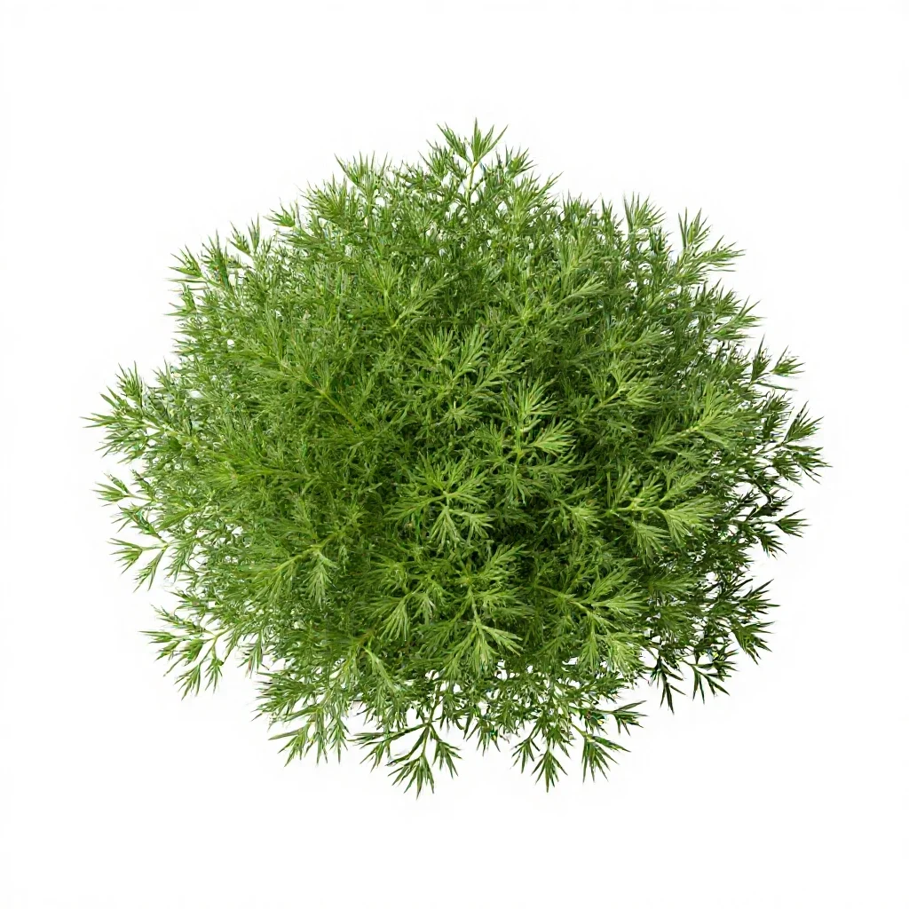 Flax bush isolated on a white background