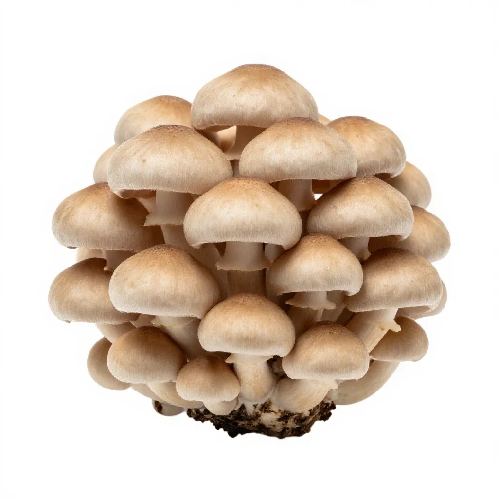 Mushroom cluster on bark isolated on a white background