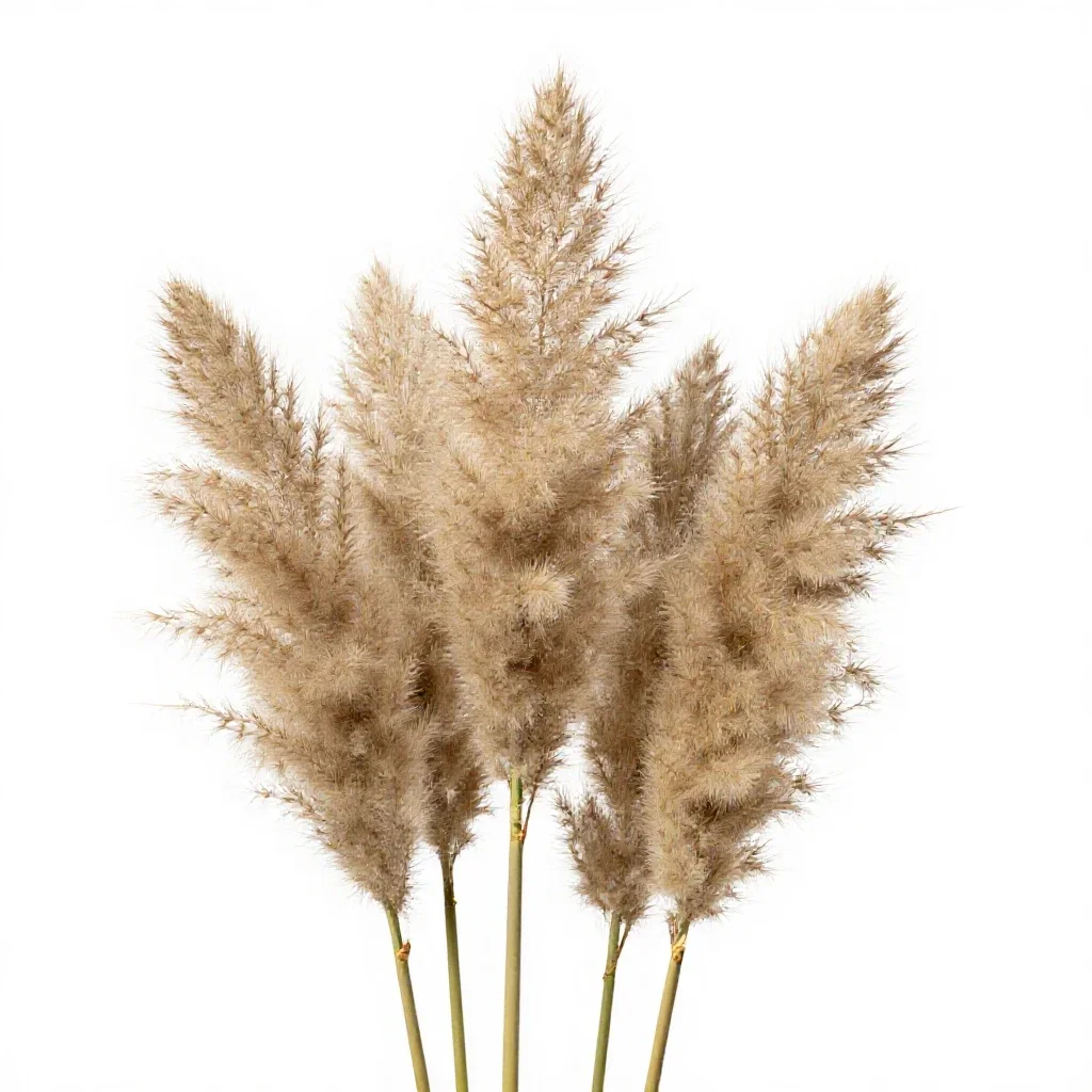 Pampas grass plume isolated on a white background