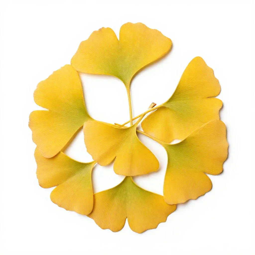 Gingko in autumn isolated on a white background