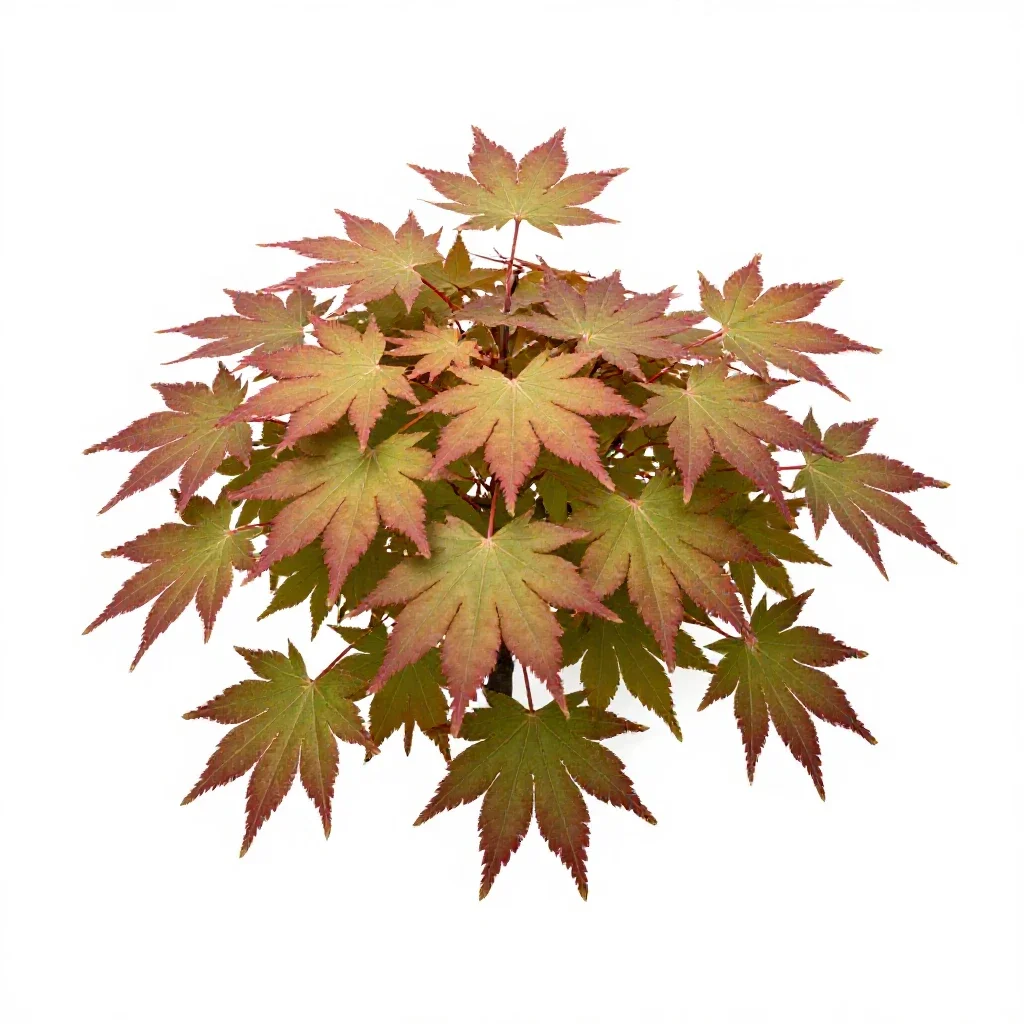 Japanese maple isolated on a white background