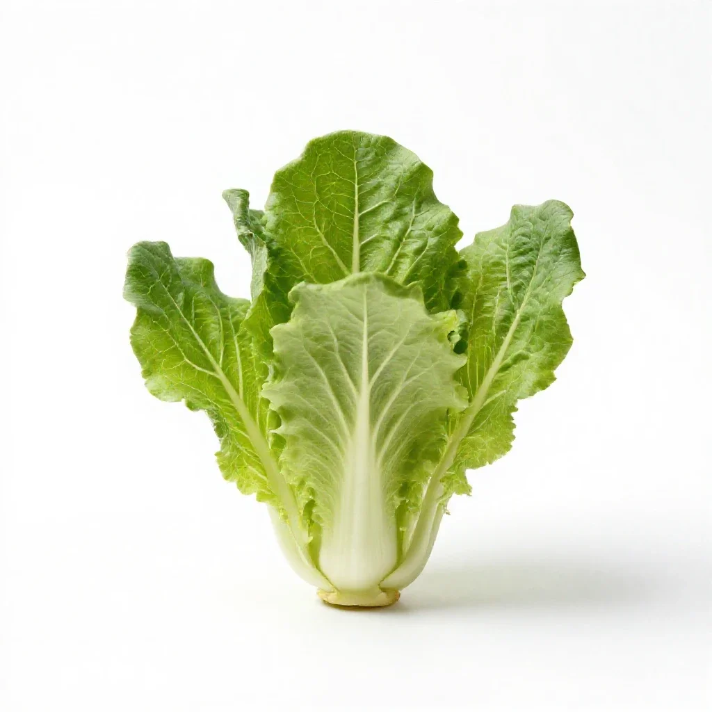 Bract isolated on a white background