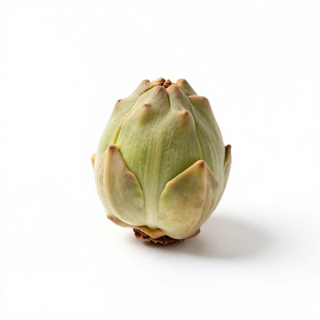 Bracteole isolated on a white background