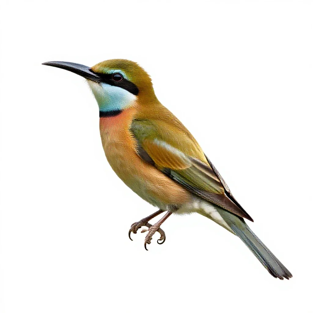 Honey eater isolated on a white background