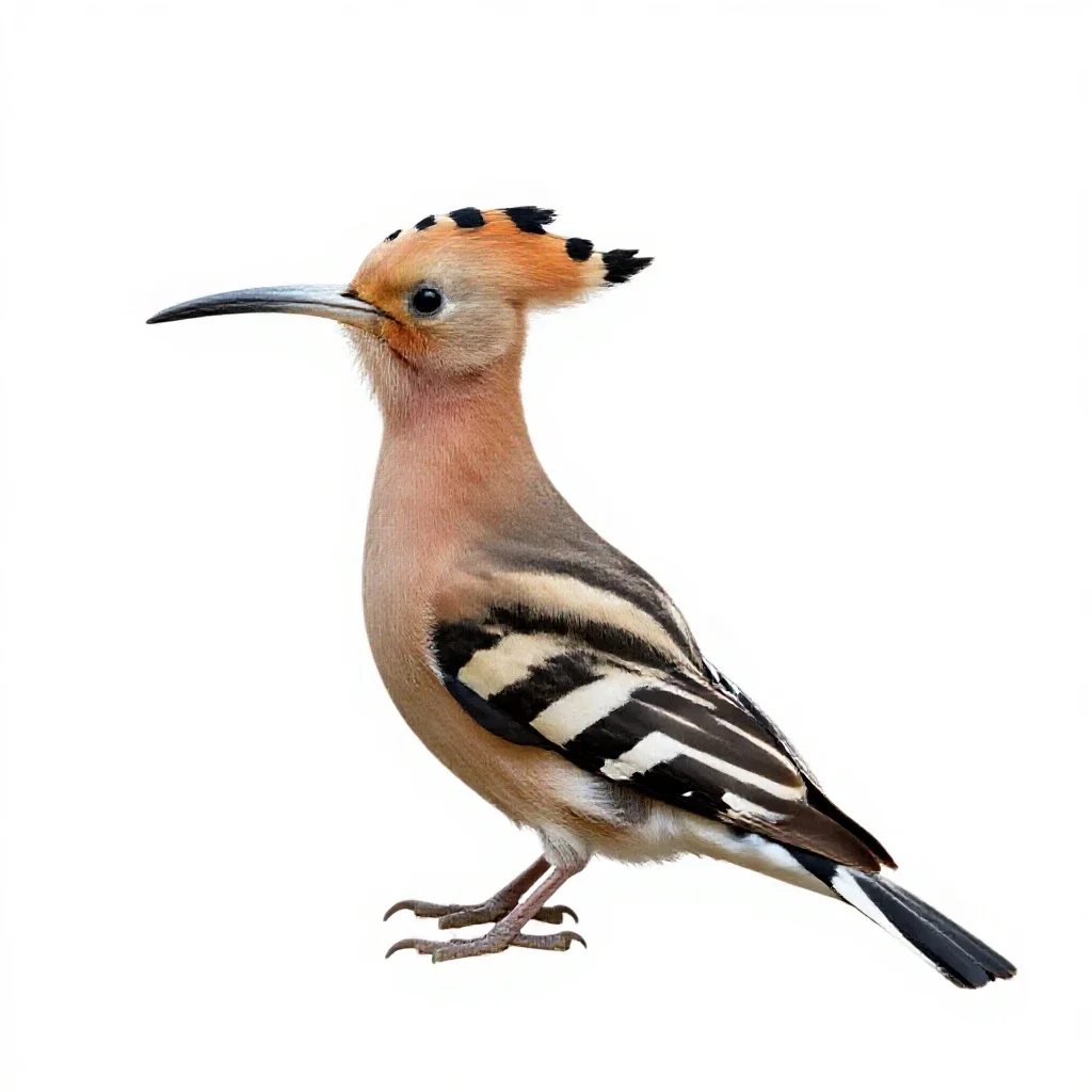 Hoopoe isolated on a white background