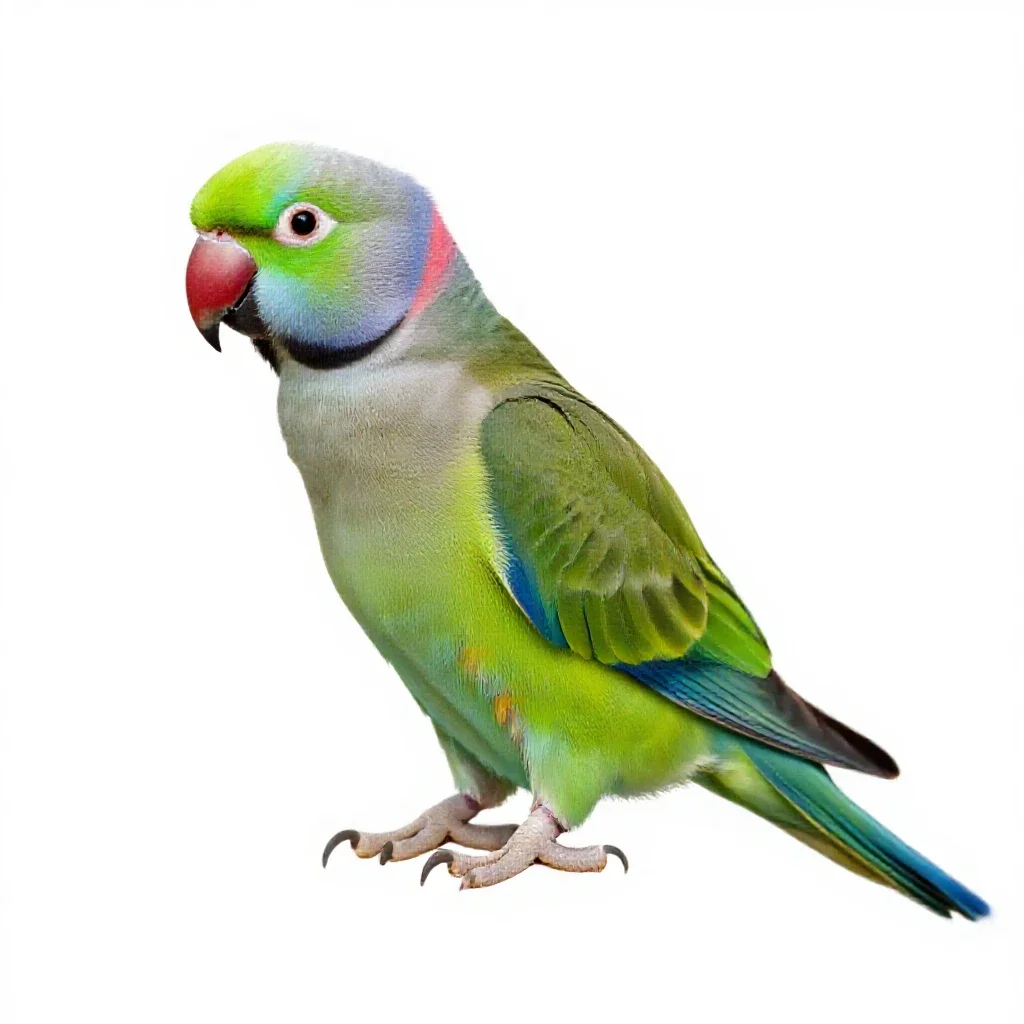 Ring-necked parakeet isolated on a white background