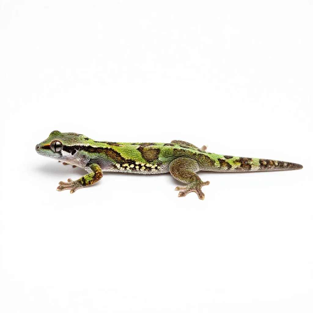 Wall creeper isolated on a white background