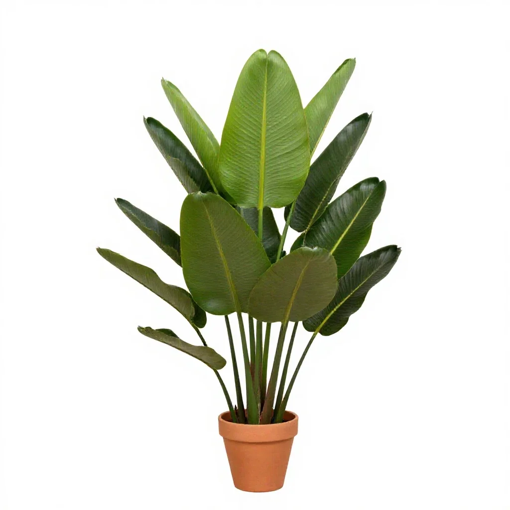 Bird of paradise plant isolated on a white background