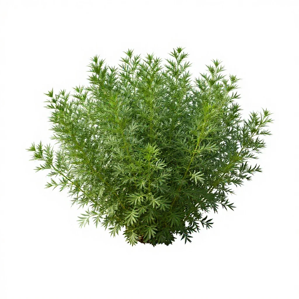 Flax bush isolated on a white background