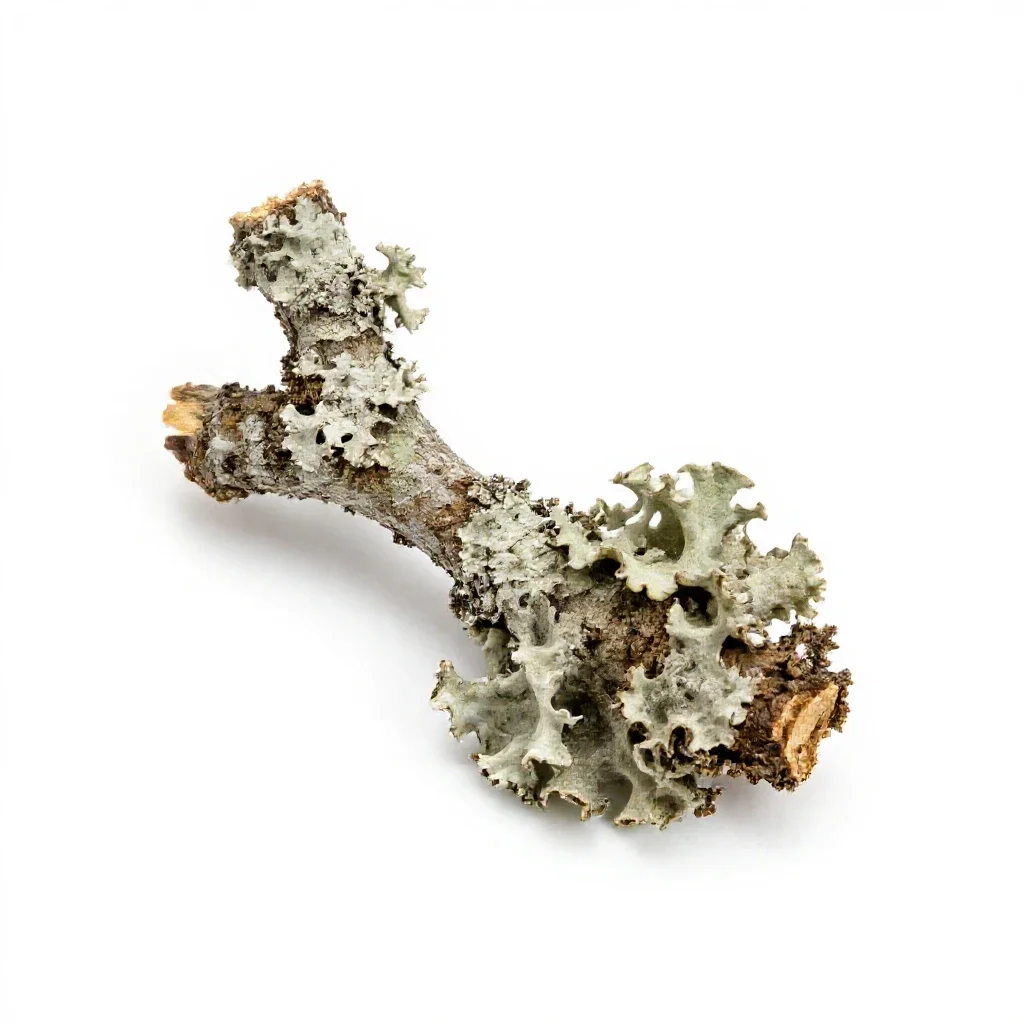 Lichen-covered twig isolated on a white background