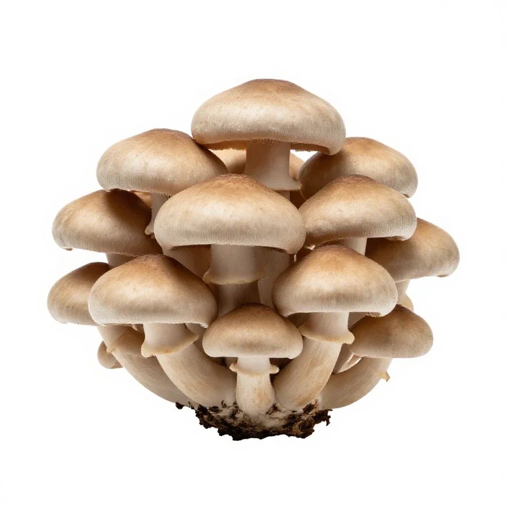 Mushroom cluster on bark isolated on a white background