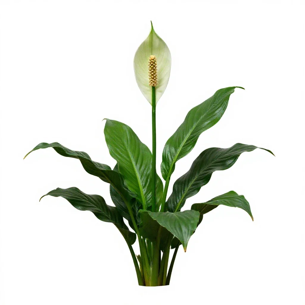 Peace lily in bloom isolated on a white background