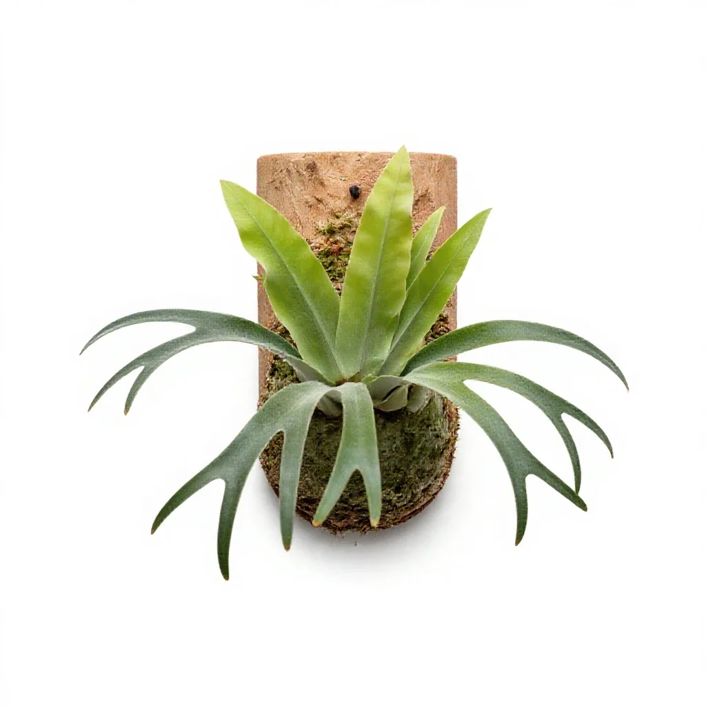 Staghorn fern mounted isolated on a white background