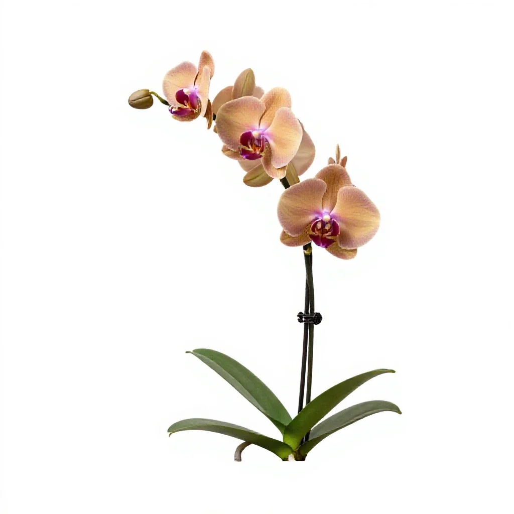 Orchid with arching stems isolated on a white background