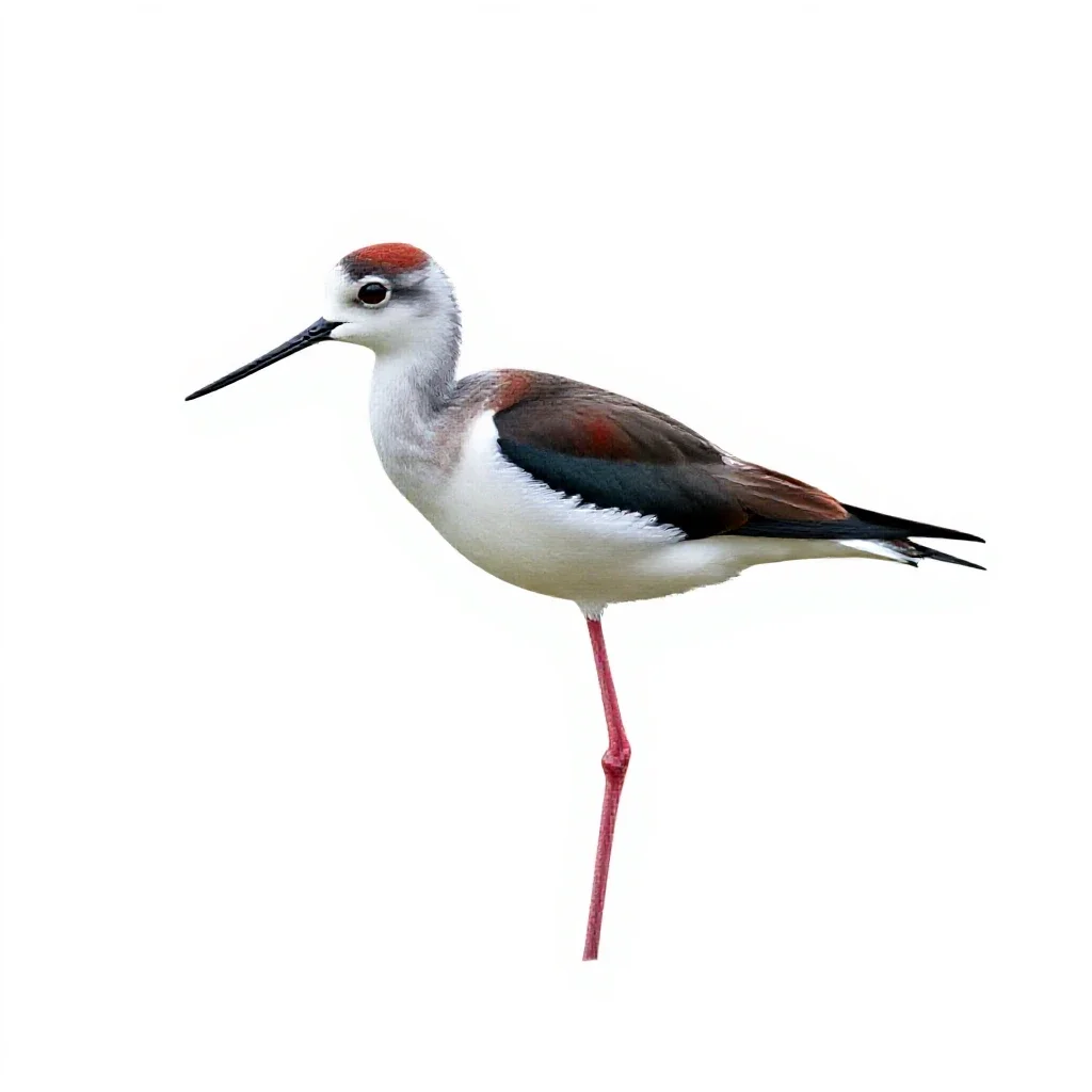 Banded stilt isolated on a white background