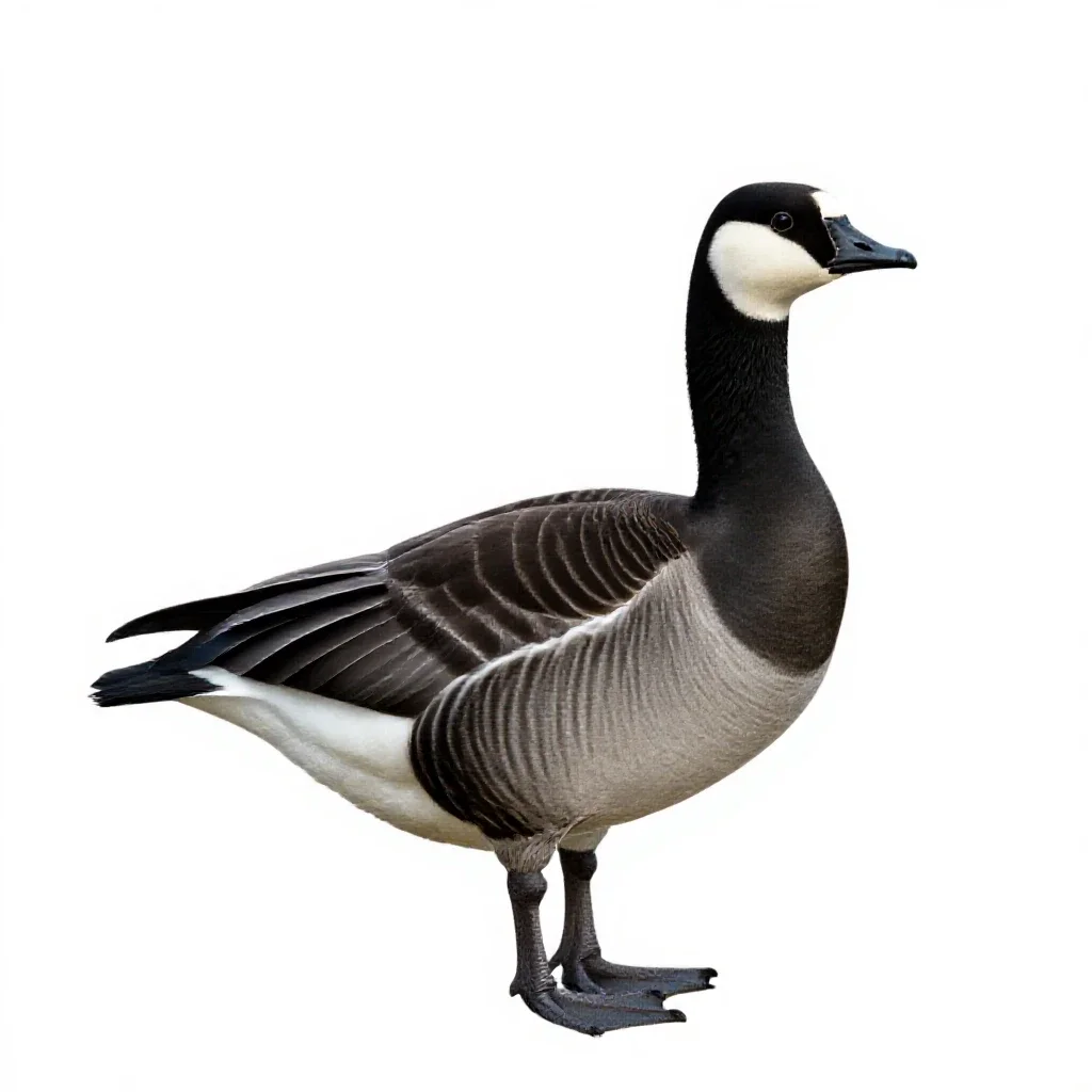 Barnacle goose isolated on a white background