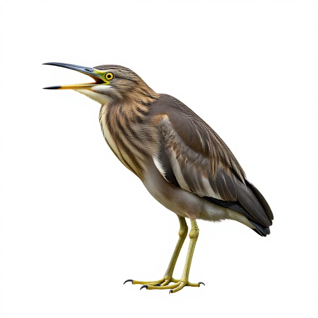 Bittern isolated on a white background