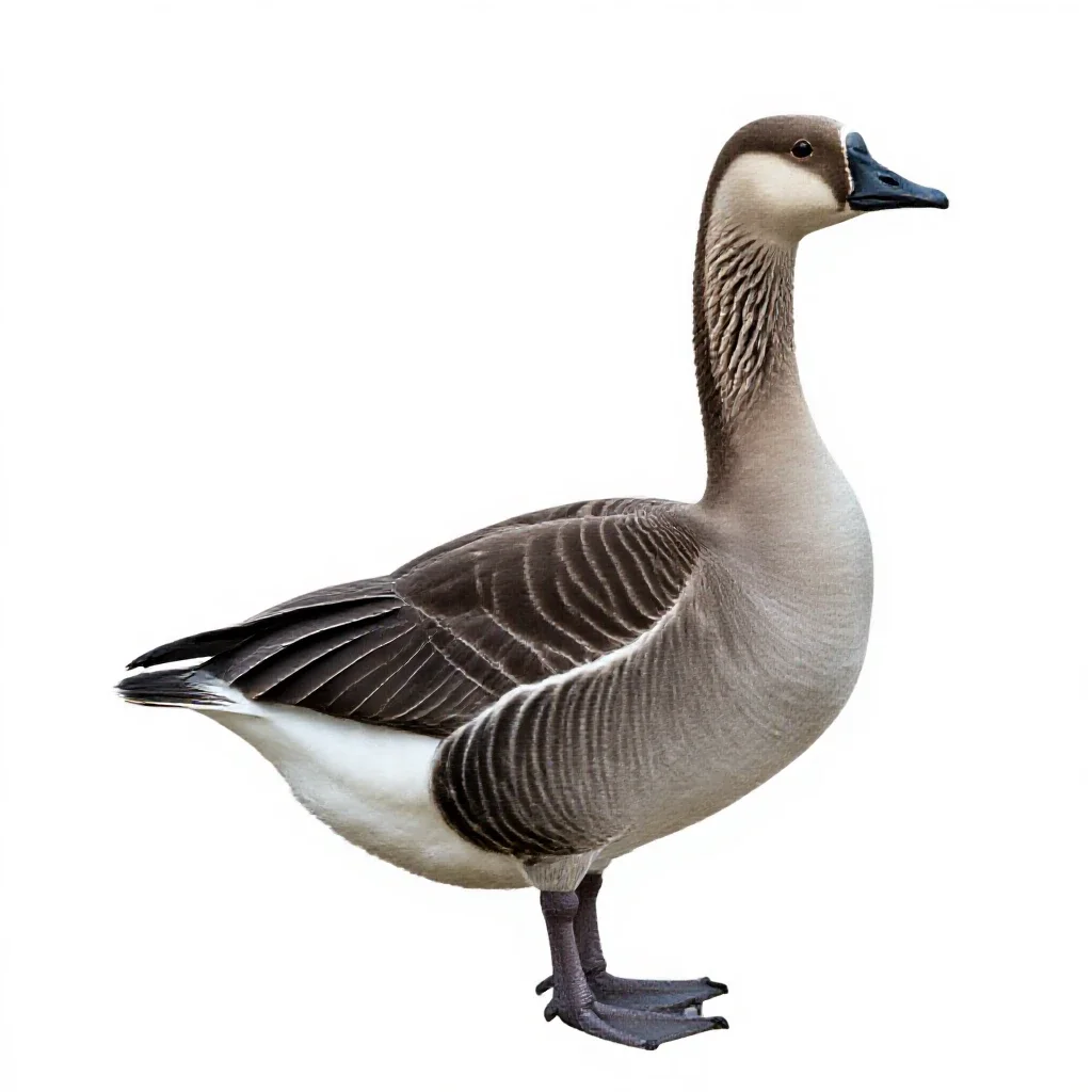 Blue goose isolated on a white background