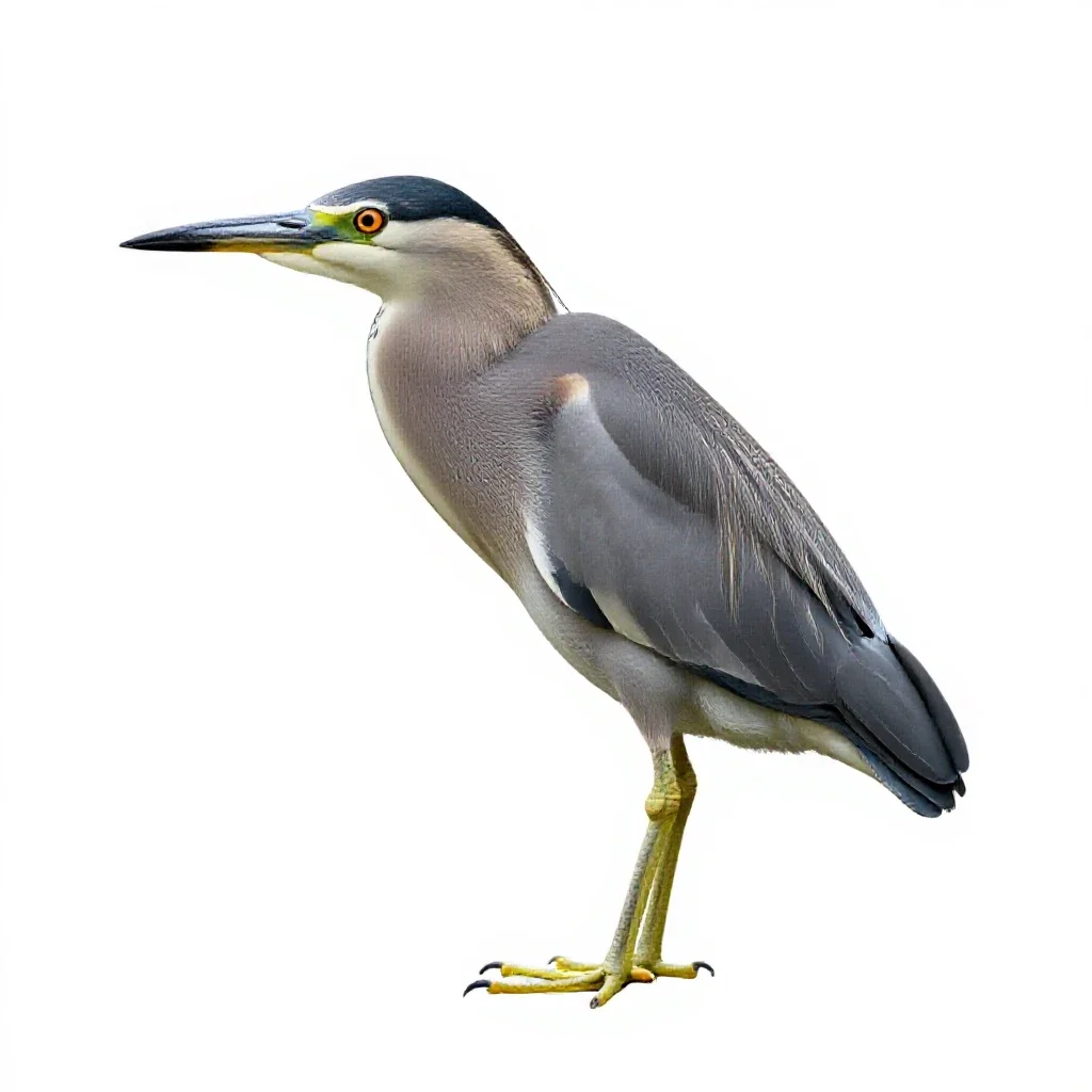 Boatbill isolated on a white background