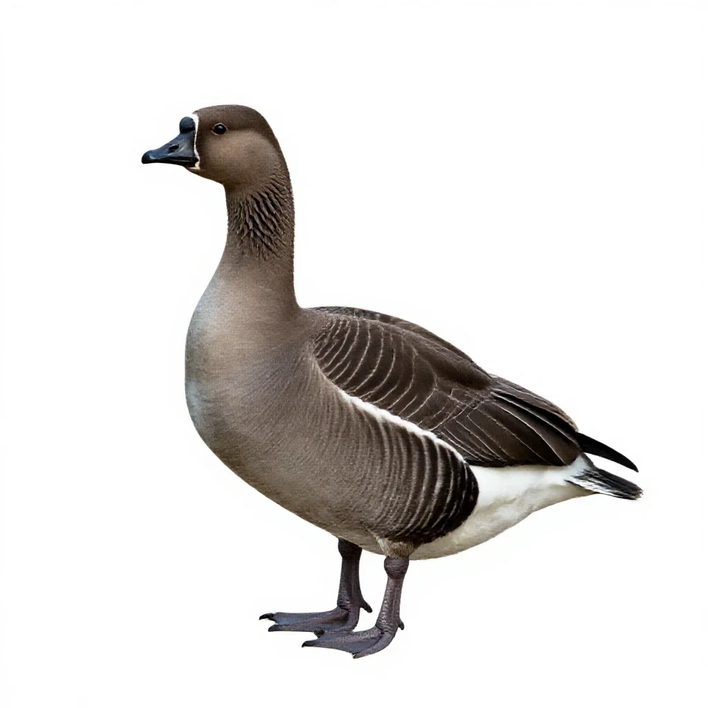 Brant isolated on a white background