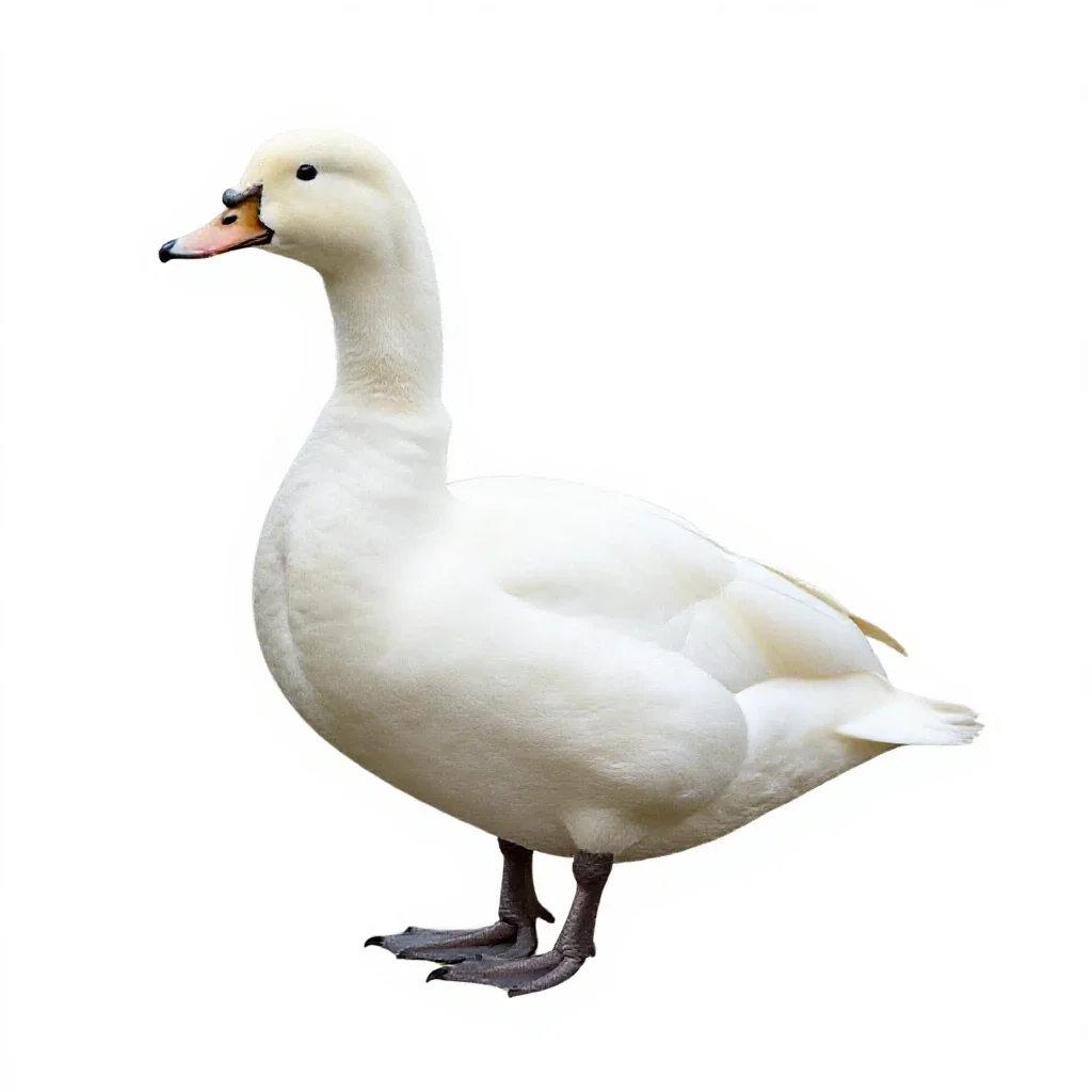 Coscoroba isolated on a white background