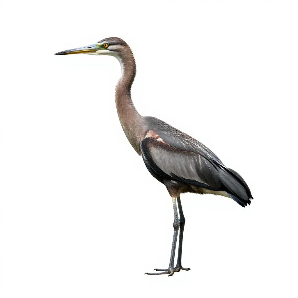 Crane isolated on a white background