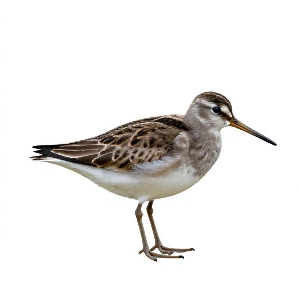Dowitcher isolated on a white background