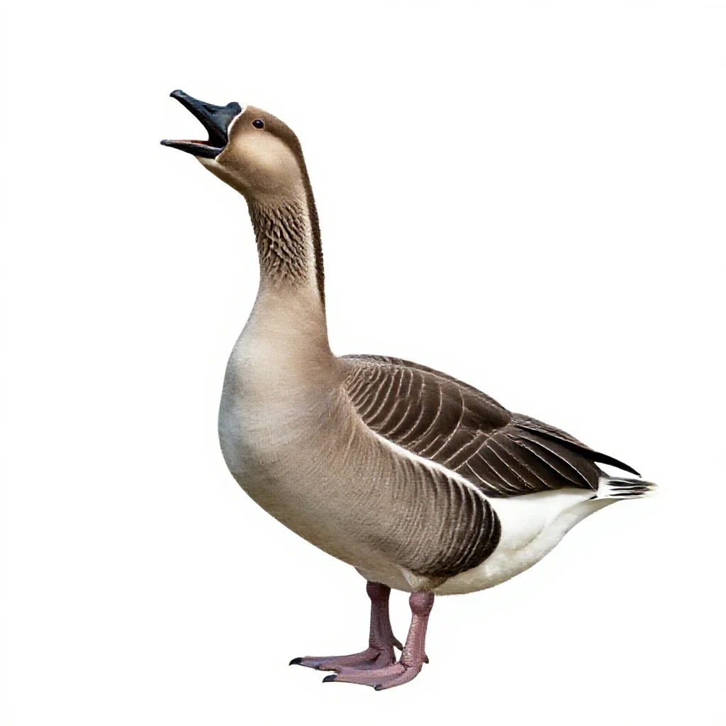 Honker isolated on a white background
