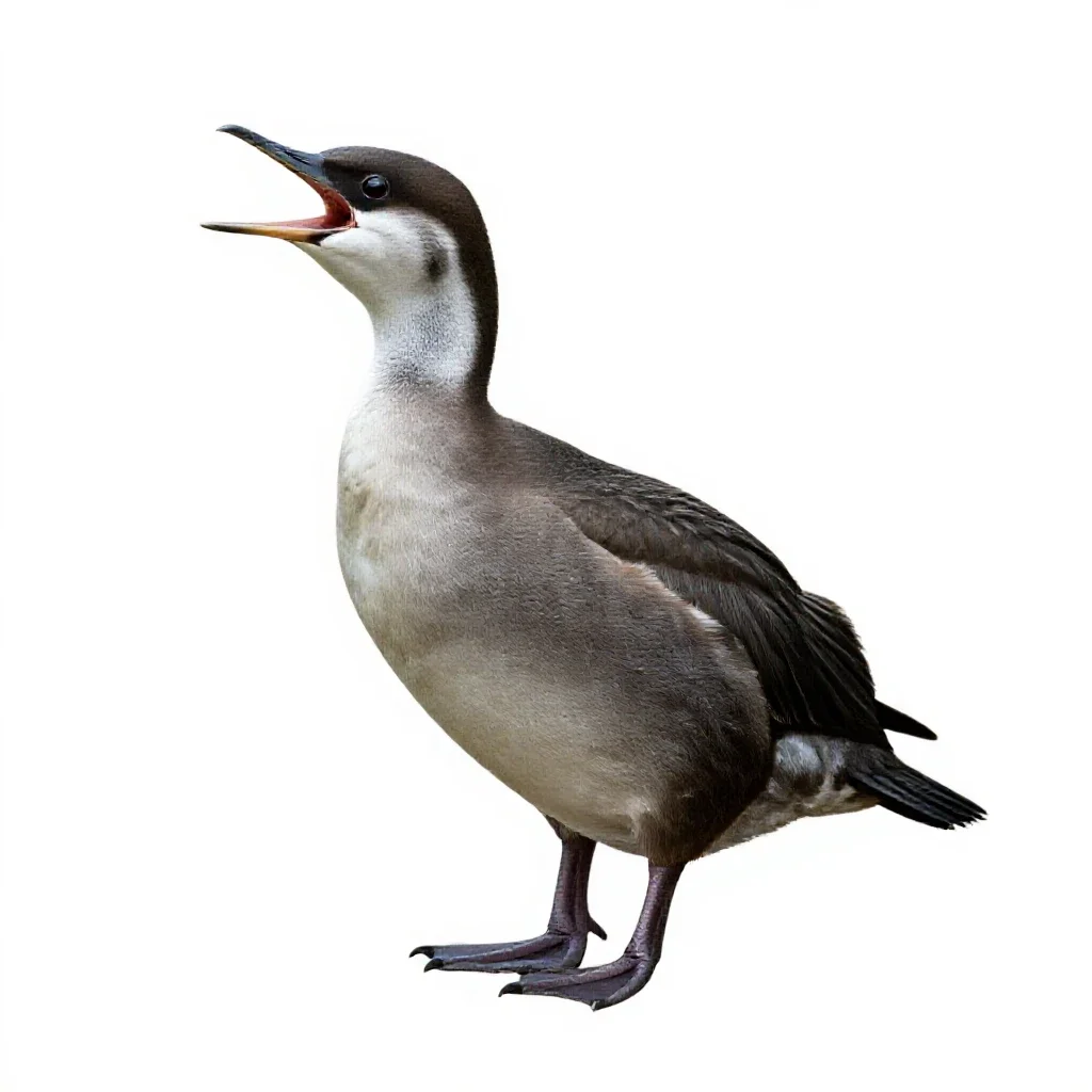 Screamer isolated on a white background
