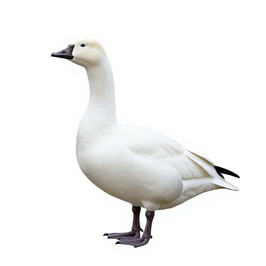 Snow goose isolated on a white background
