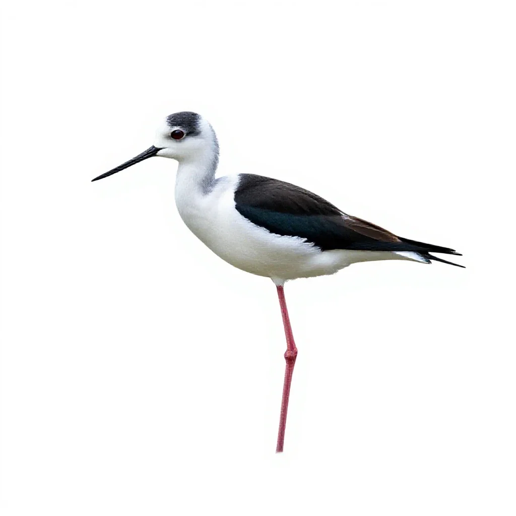 White-headed stilt isolated on a white background