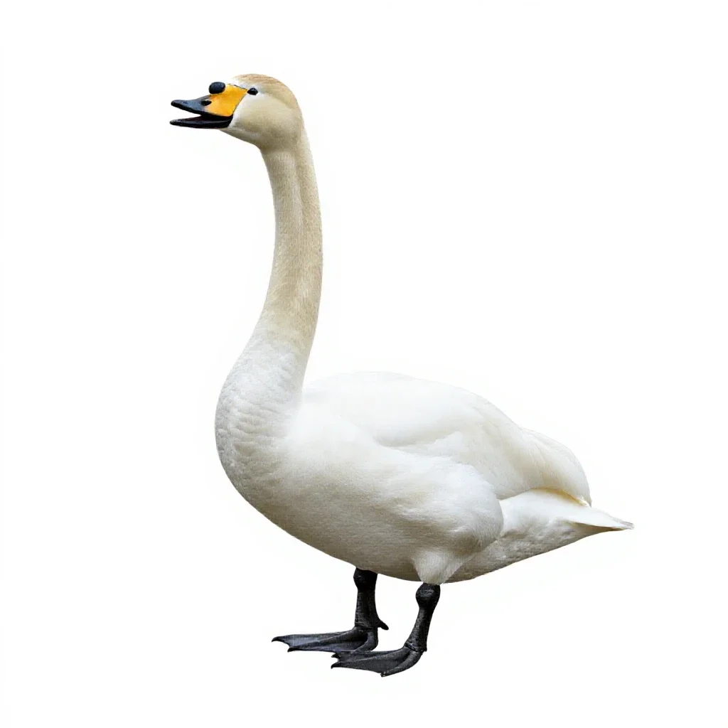 Whooper isolated on a white background
