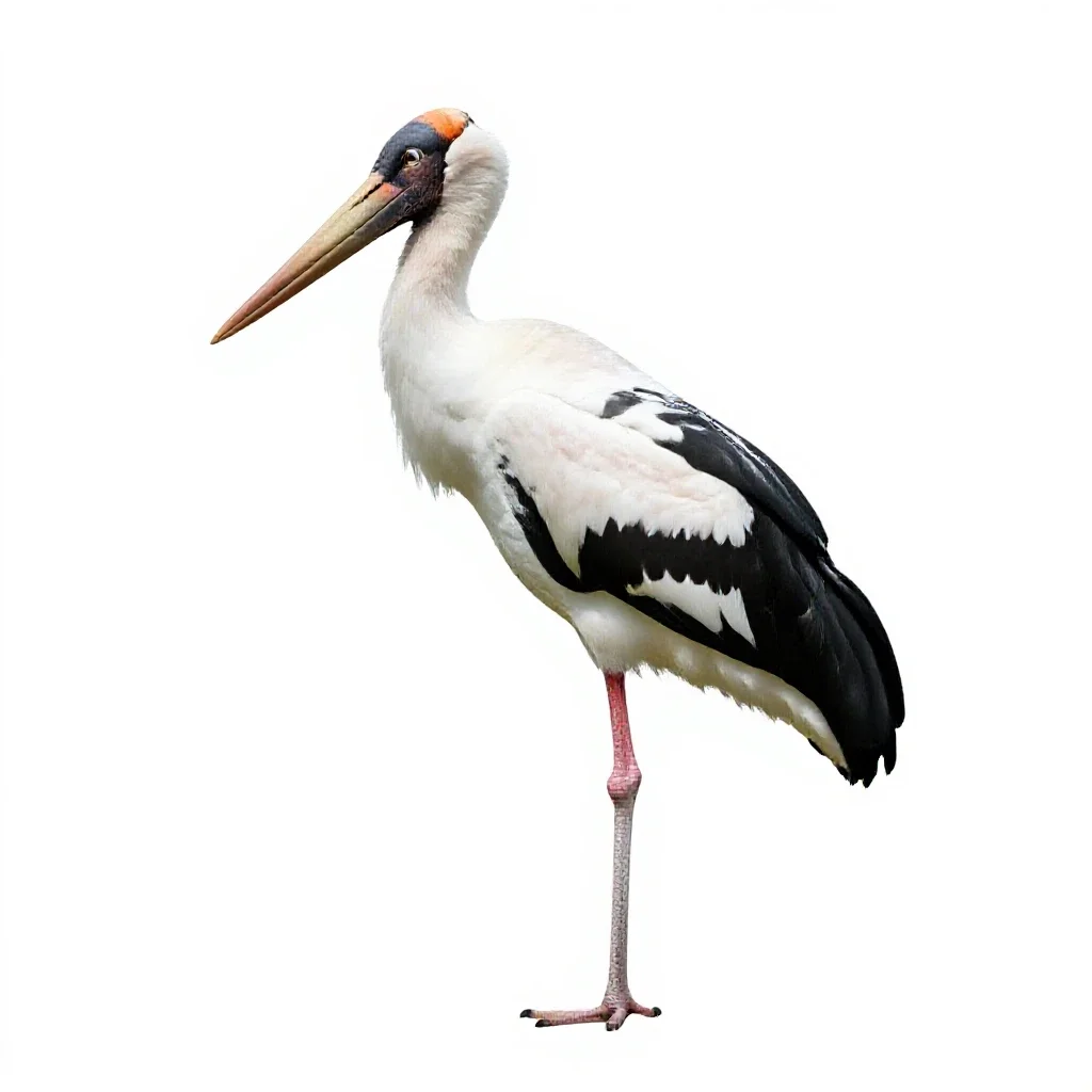 Adjutant bird isolated on a white background