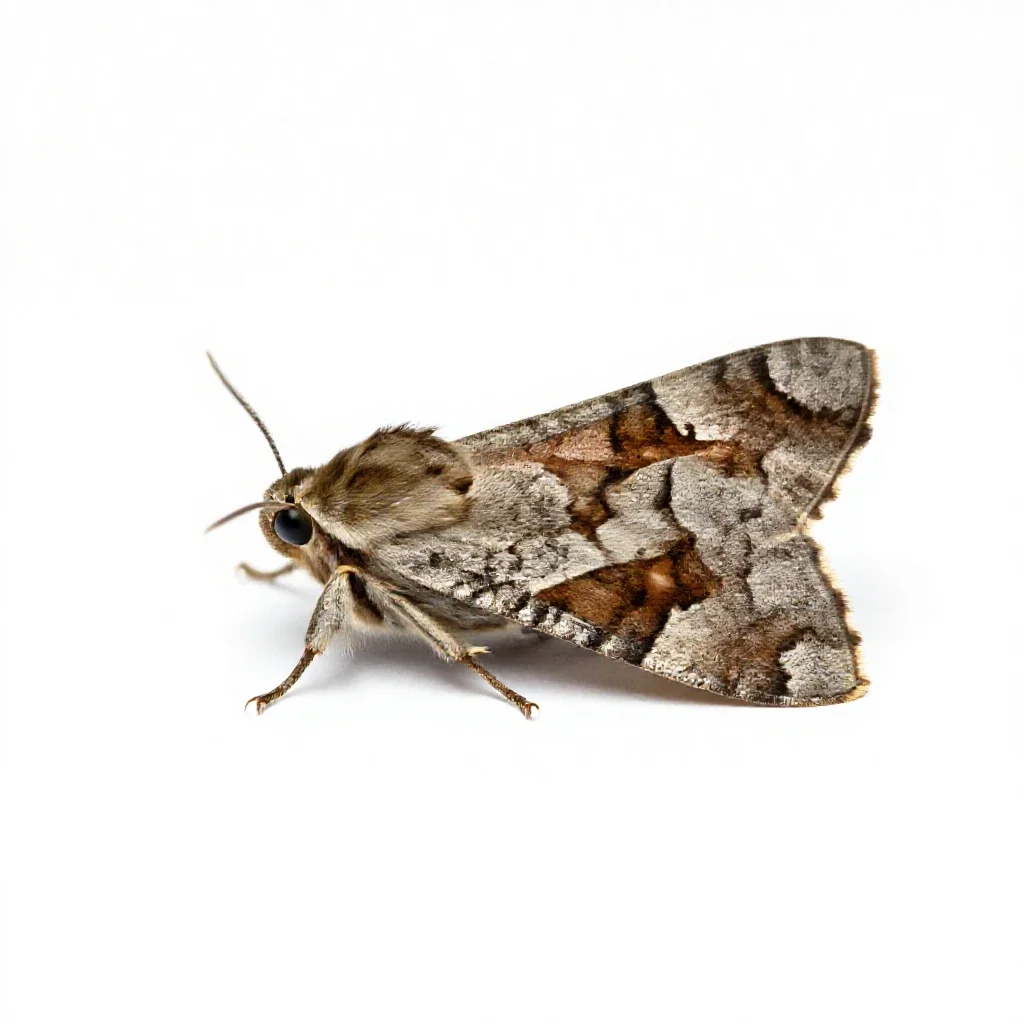 Browntail isolated on a white background