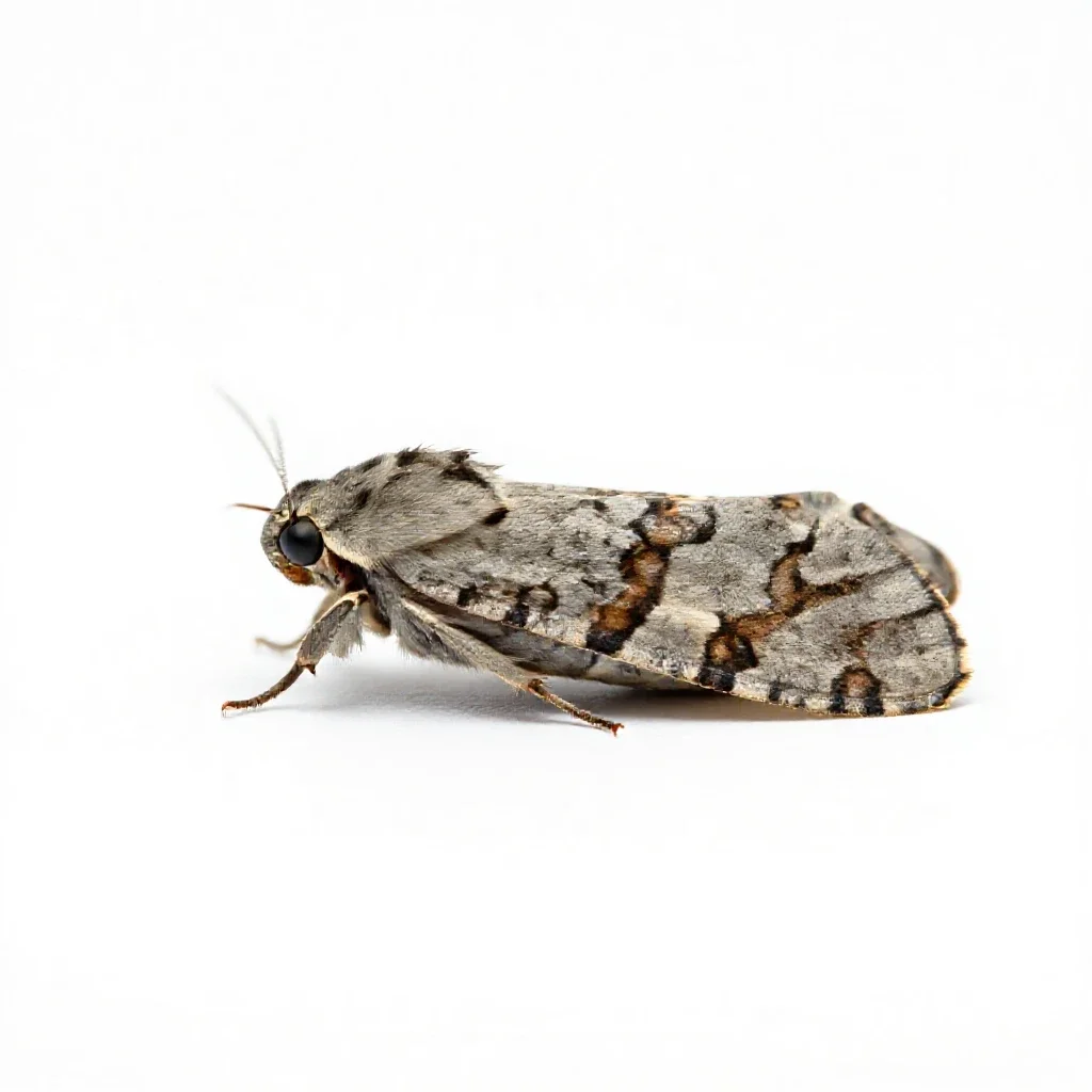 Codling moth isolated on a white background