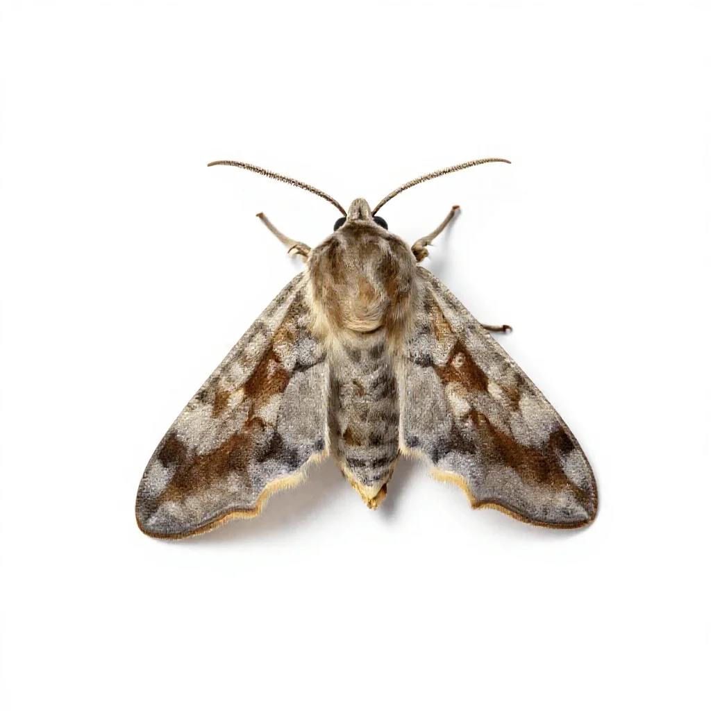 Lasiocampid isolated on a white background