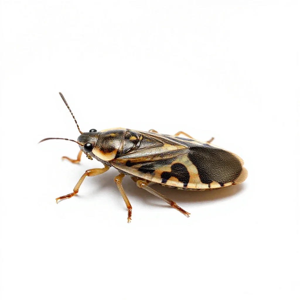Meadow spittlebug isolated on a white background