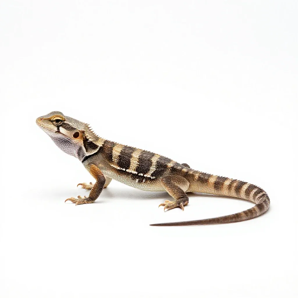 Basilisk isolated on a white background