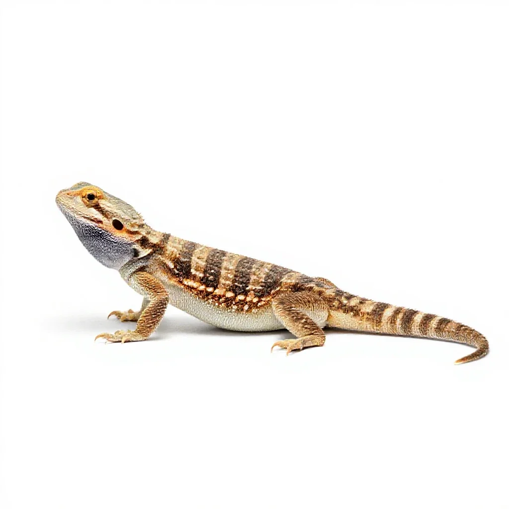 Chuckwalla isolated on a white background