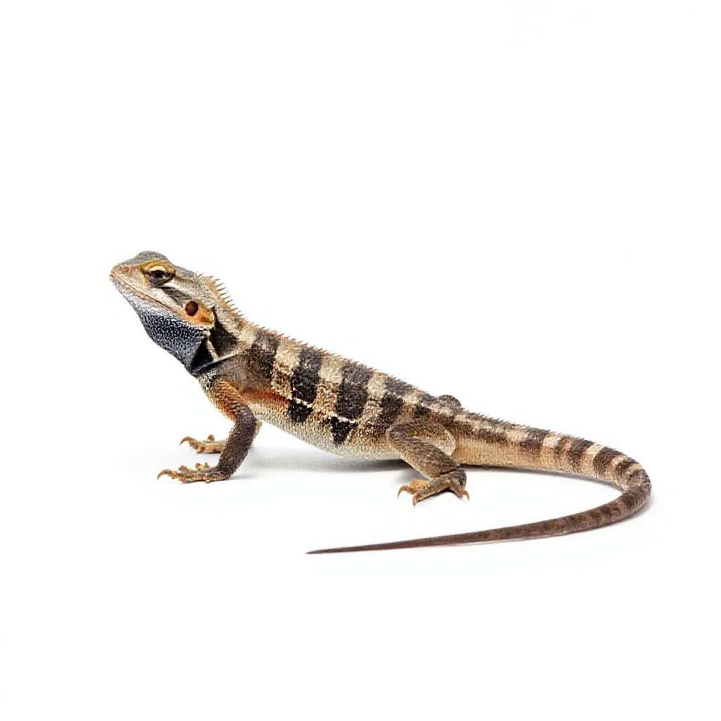 Collared lizard isolated on a white background